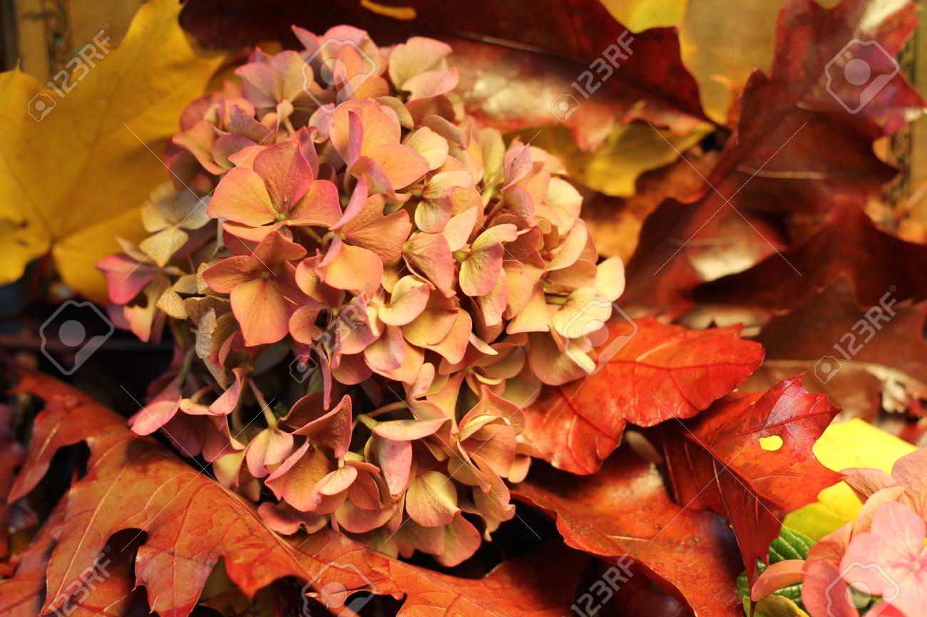 黄金の光を浴びて アジサイ オークとプラタナスの葉の紅葉 の写真素材 画像素材 Image