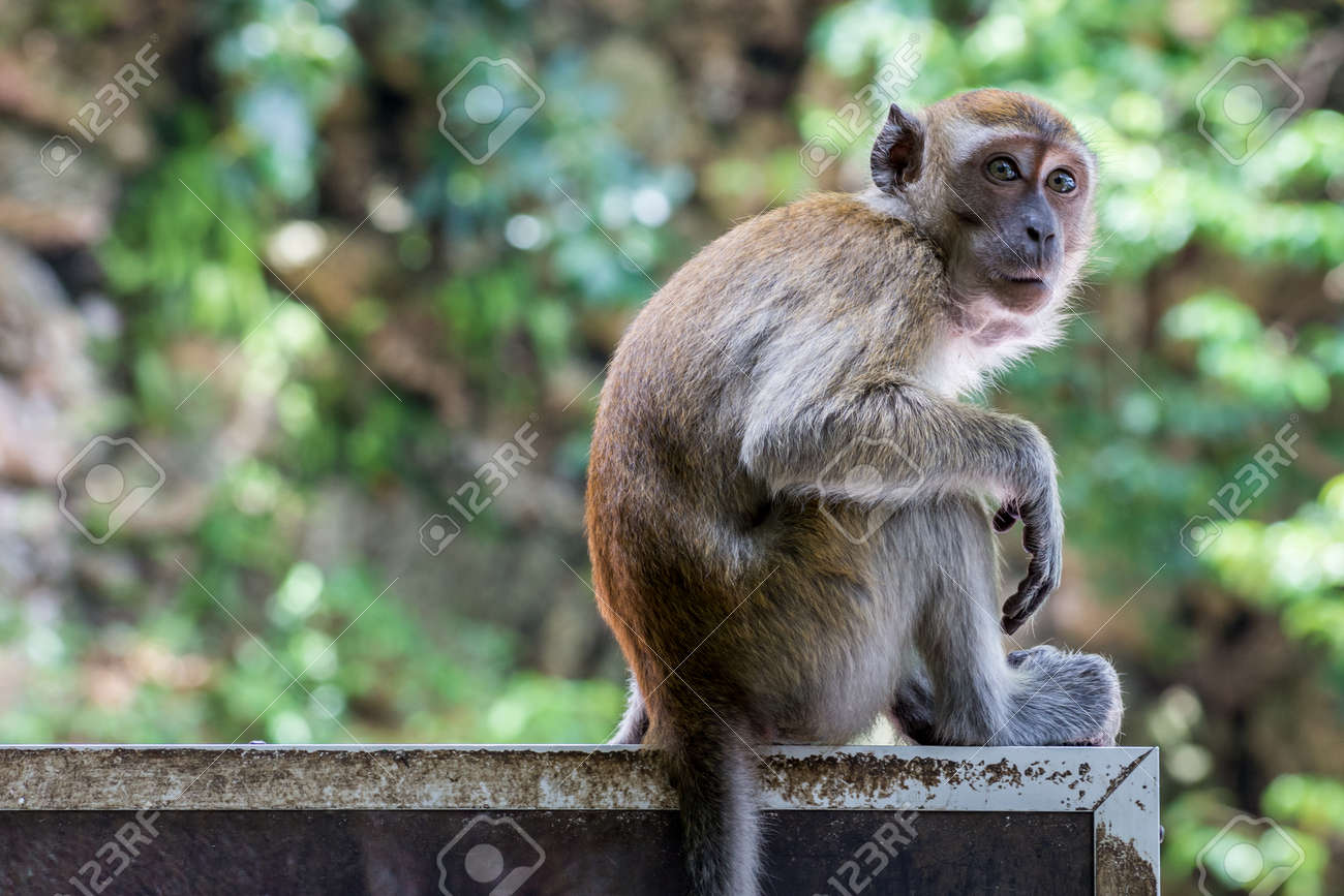 etiam-dictum-ipsum-a-felis