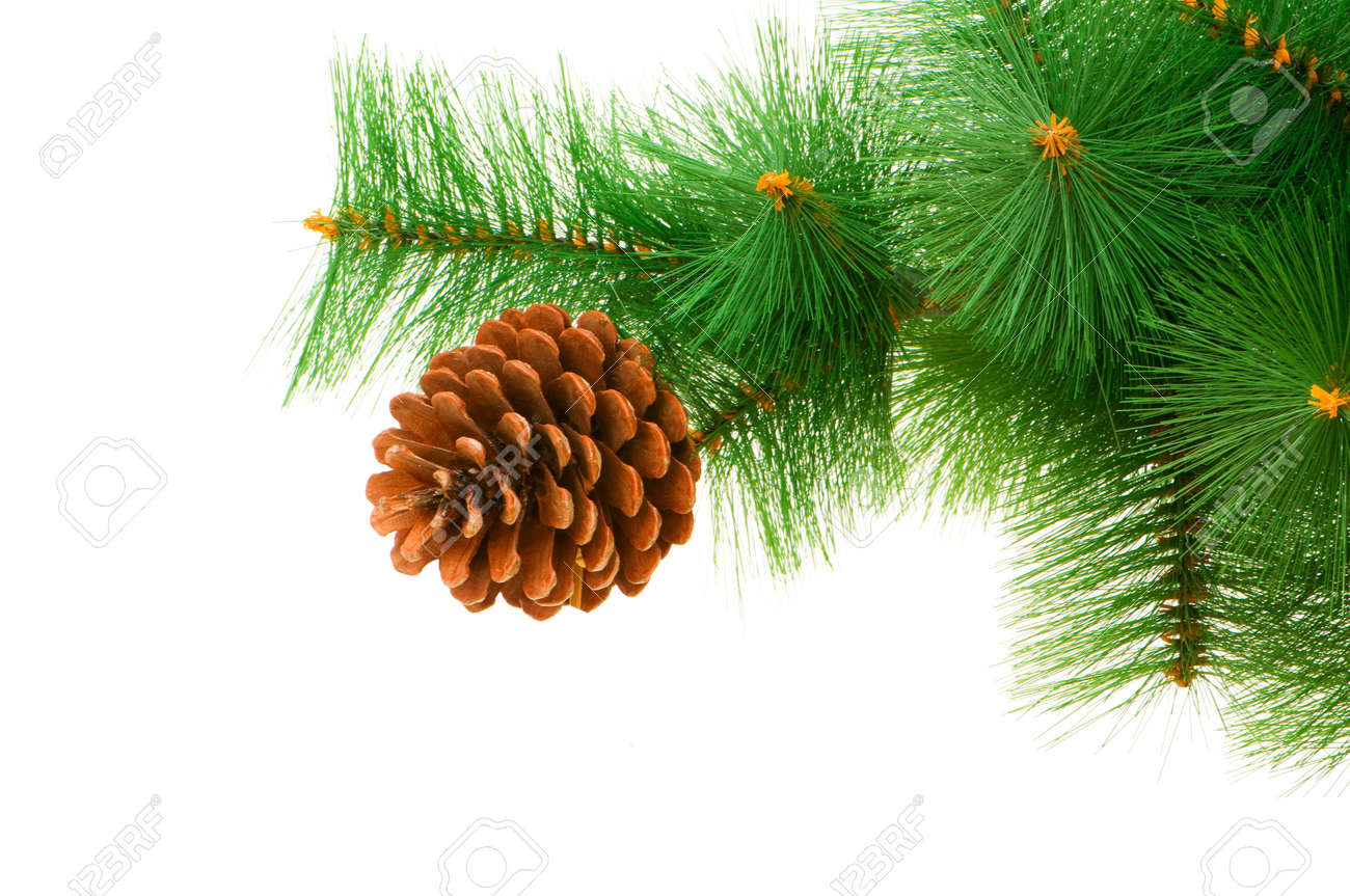 Image result for trees against white background