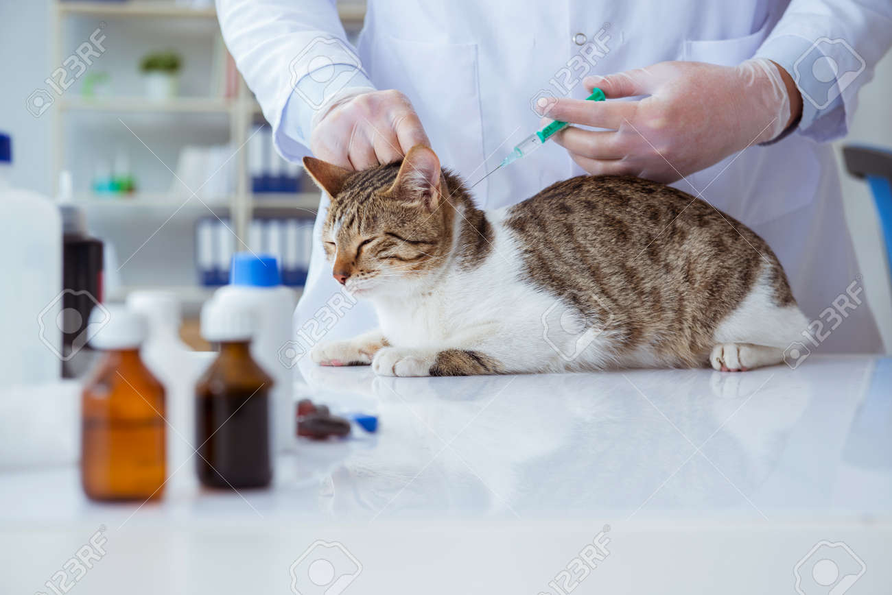 Cat visiting vet for regular check up - 85715138 Cat visiting vet for regular check up - 85715138