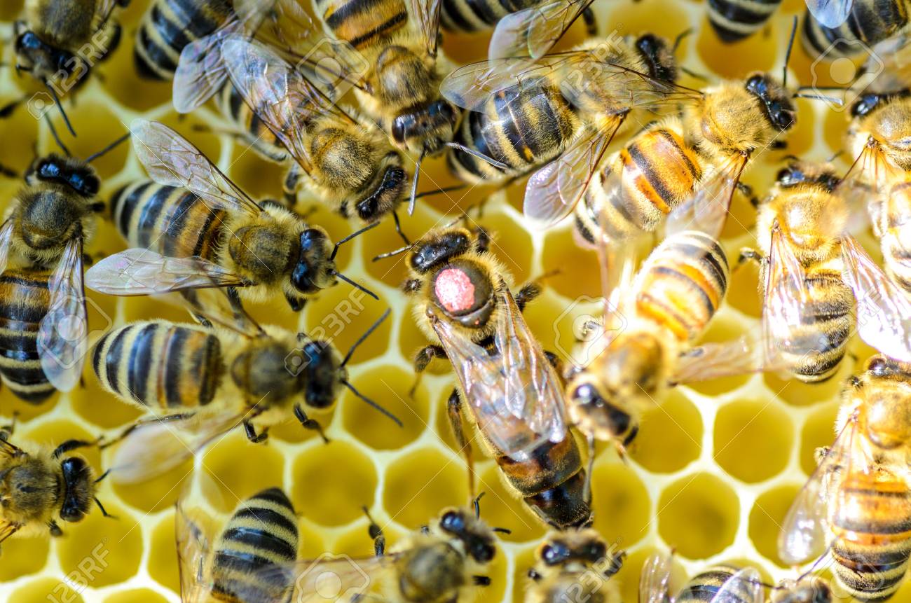ミストレスミツバチのコロニー クイーン蜂は労働者蜂よりも大きいです 女王蜂は彼女の労働者に囲まれています の写真素材 画像素材 Image