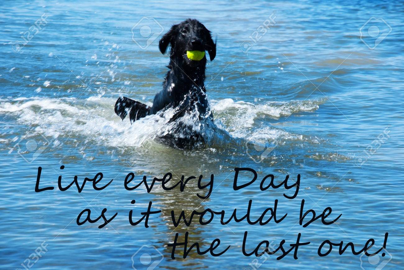 Noir Plats Revêtus Dog Retriever Jouant Avec Le Ballon Tennis Dans Locéan De Leau Ou La Mer Anglais Vie Quote Vivre Chaque Jour Comme Il Serait Le