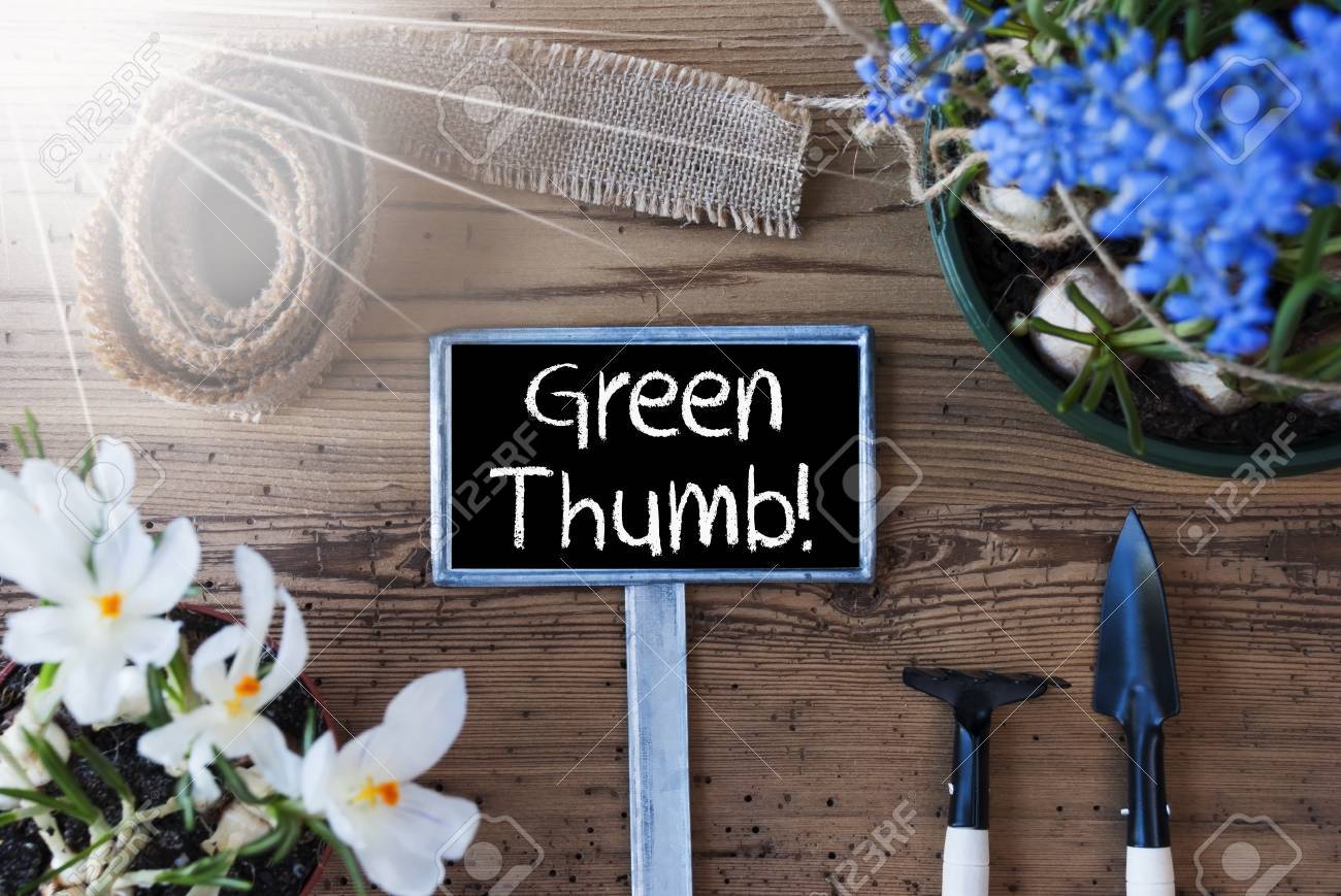 緑の親指を英語のテキストと記号 グレープ ヒヤシンスとクロッカスのような日当たりの良い春の花 熊手 シャベルのようなツールをガーデニングします 麻のファブリックのリボン 高齢者の木製の背景 の写真素材 画像素材 Image