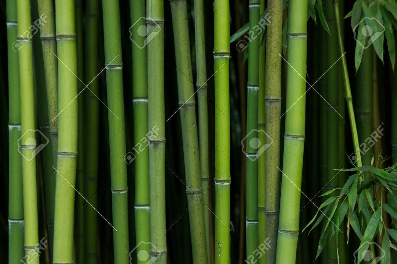 Bamboo Forest. Nature green background - 34786797 Bamboo Forest. Nature green background - 34786797