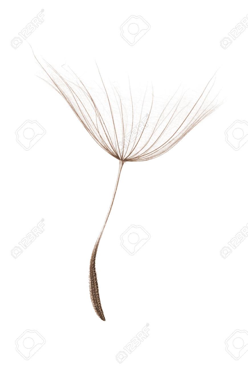 single dandelion seed isolated on white background - 34785924 single dandelion seed isolated on white background - 34785924