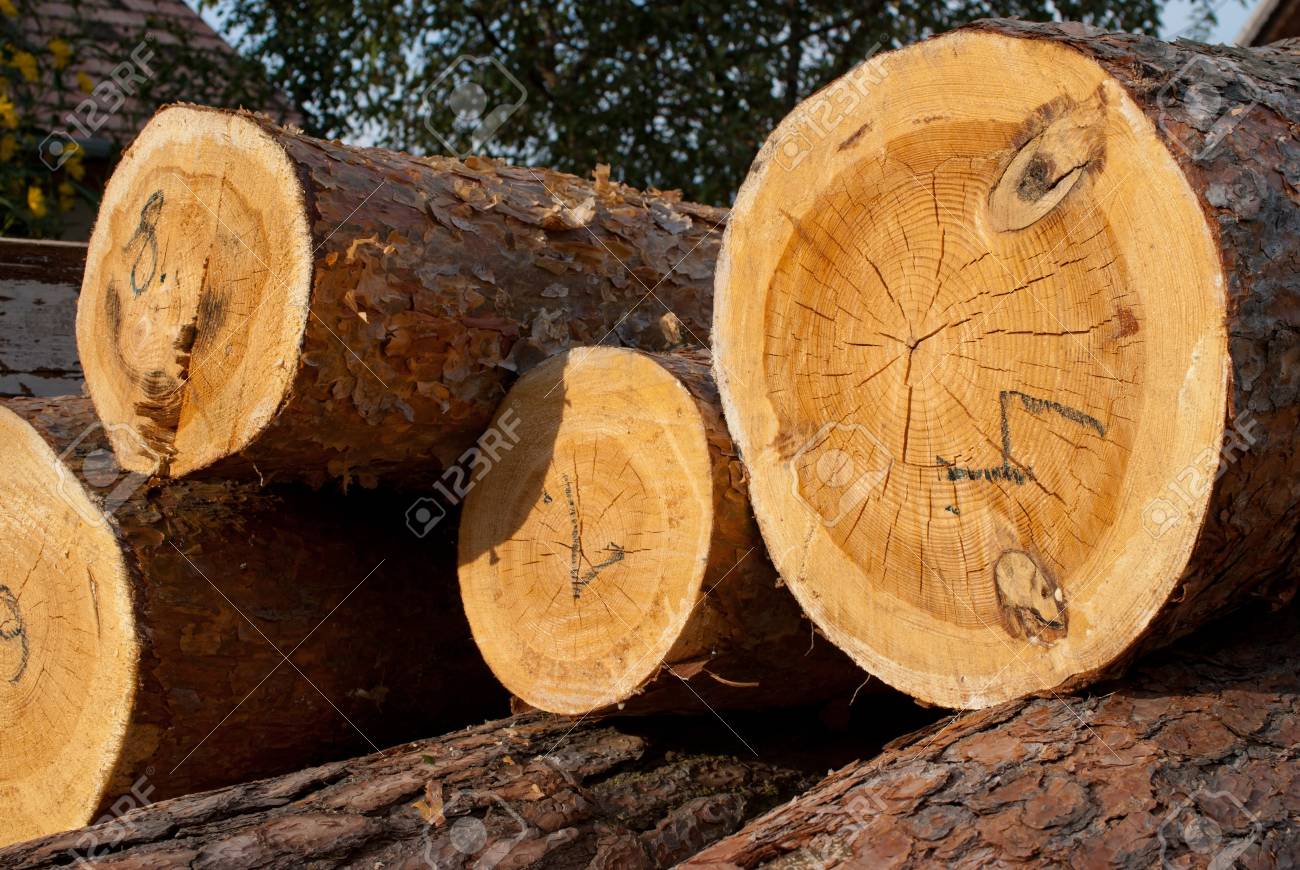 Logs Of Tree Raw Material In Natural Environment Stock Photo