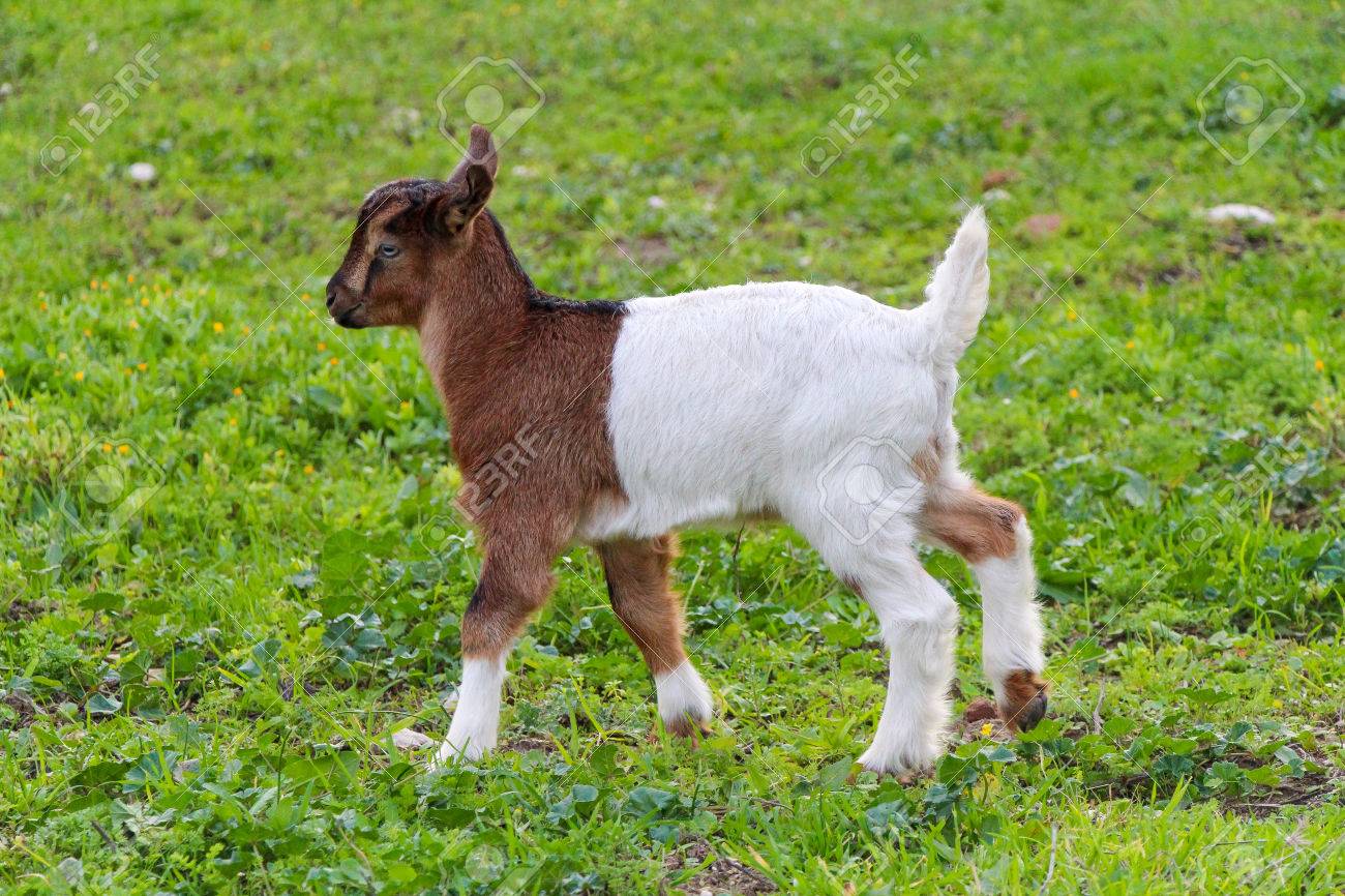 Baby Ziege Weiss Braun Lacherliche Kind Liegt Auf Einem Bauernhof Weiden Auf Einem Grunen Rasen Lizenzfreie Fotos Bilder Und Stock Fotografie Image