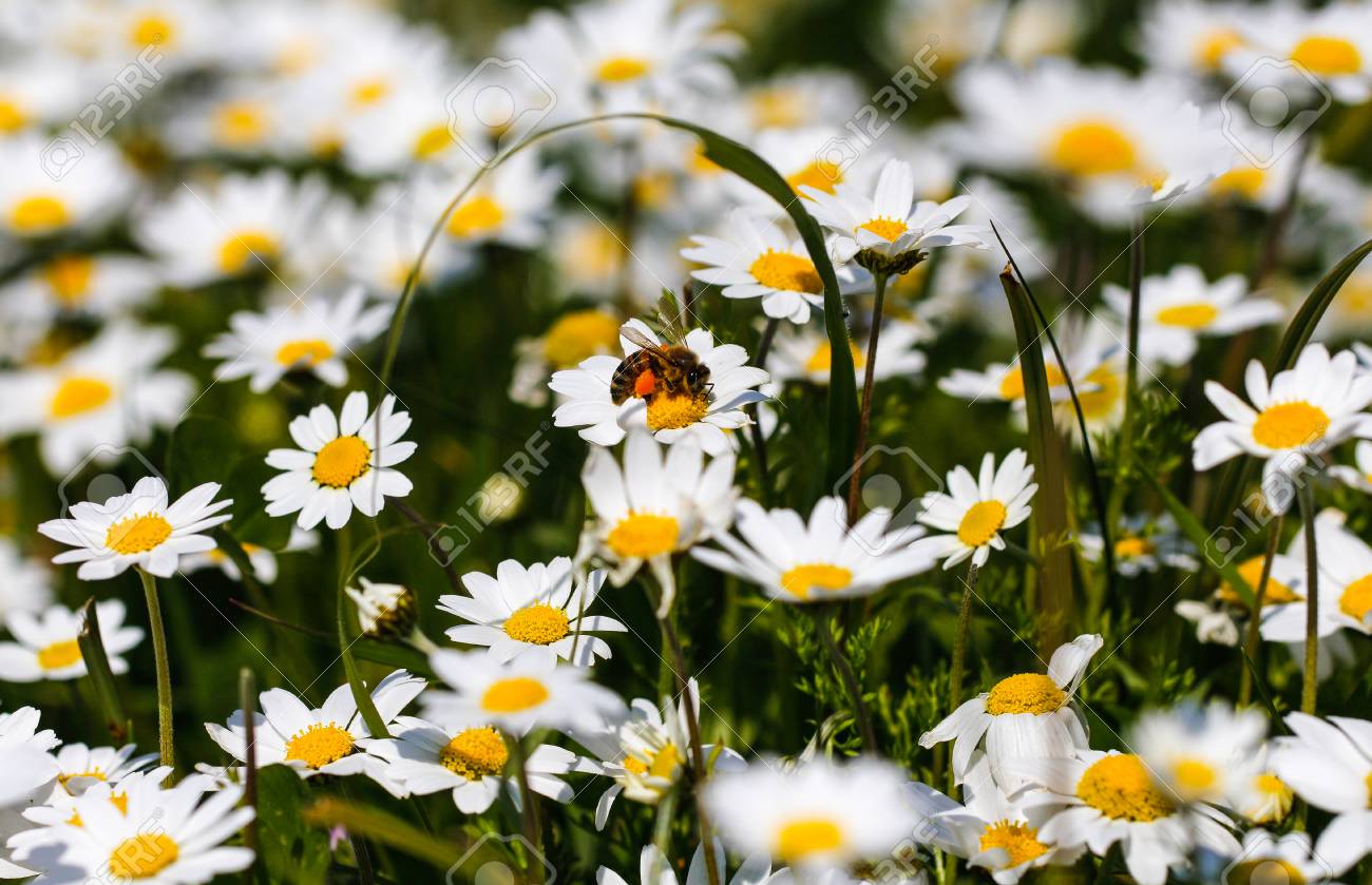bee with pollen white daisy flowers white daisies spring flowers