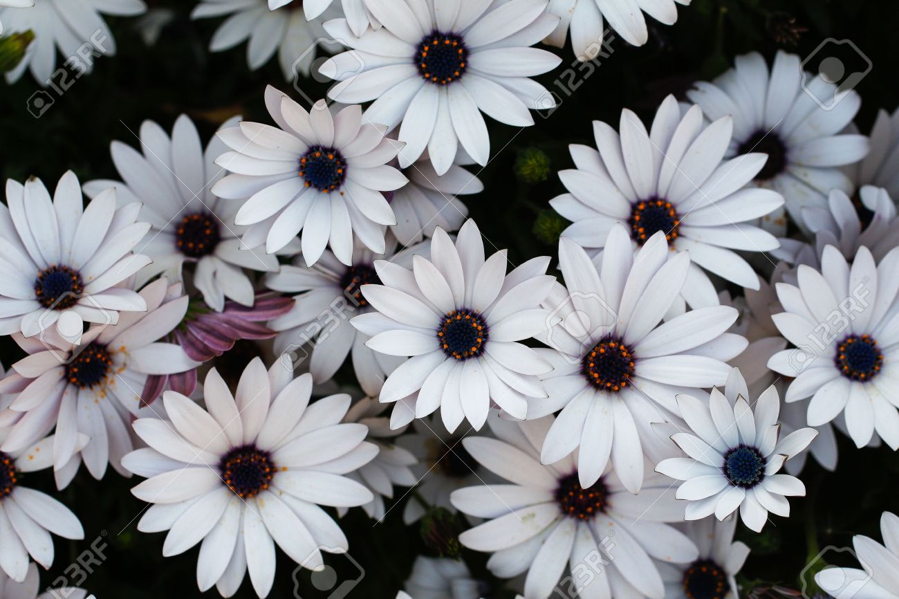 white daisy flowers white