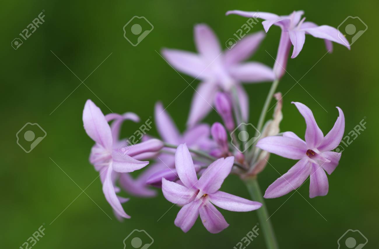 Schone Rosa Blumen Im Garten Lilane Blumen Lizenzfreie Fotos Bilder Und Stock Fotografie Image 46366567