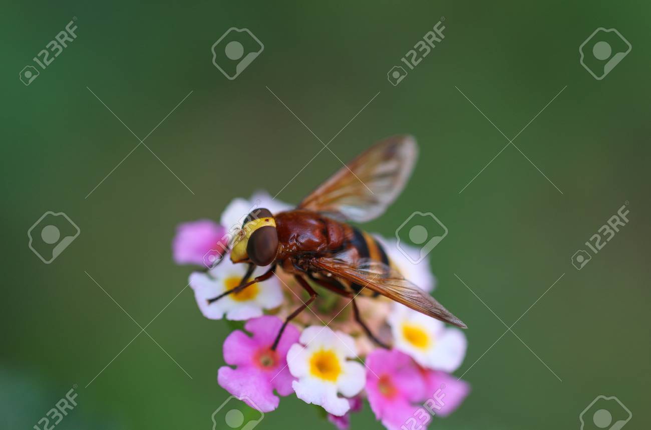 close up of the big black fly on the pink flowers big black fly