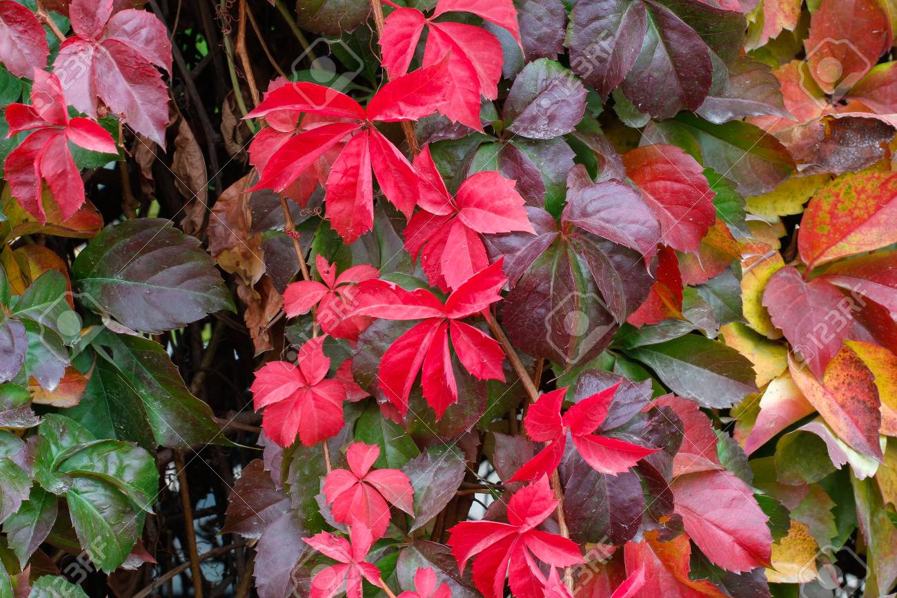 Feuilles Rouges Vertes Et Orangees D Une Plante Grimpante Japonaise Ou Tricuspidat Veitch De Parthenocissus En Automne Fond De Lierre Colore Banque D Images Et Photos Libres De Droits Image 47346581