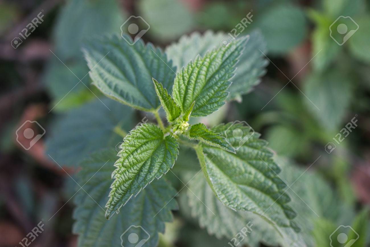 セイヨウイラクサは 一般的なイラクサまたはイラクサと呼びます の写真素材 画像素材 Image