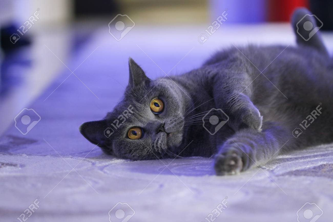 Gay shorthair