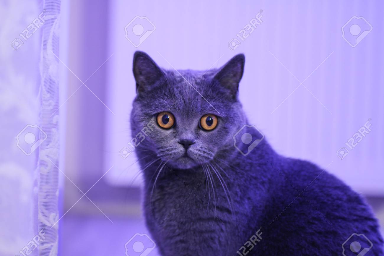 Gay shorthair