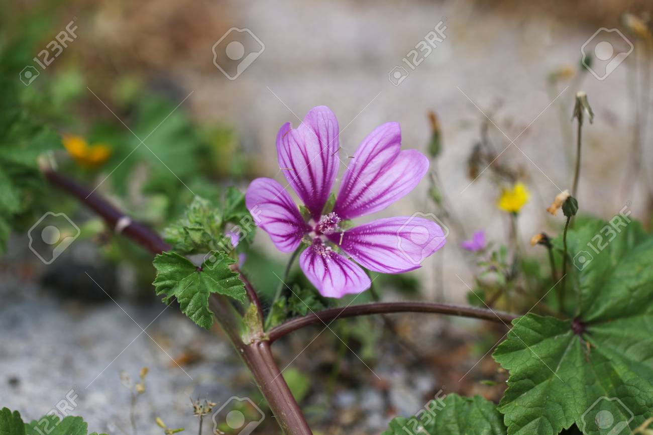 バイオレット 一般的なマロー の花 そのラテン語名はウスベニアオイです の写真素材 画像素材 Image