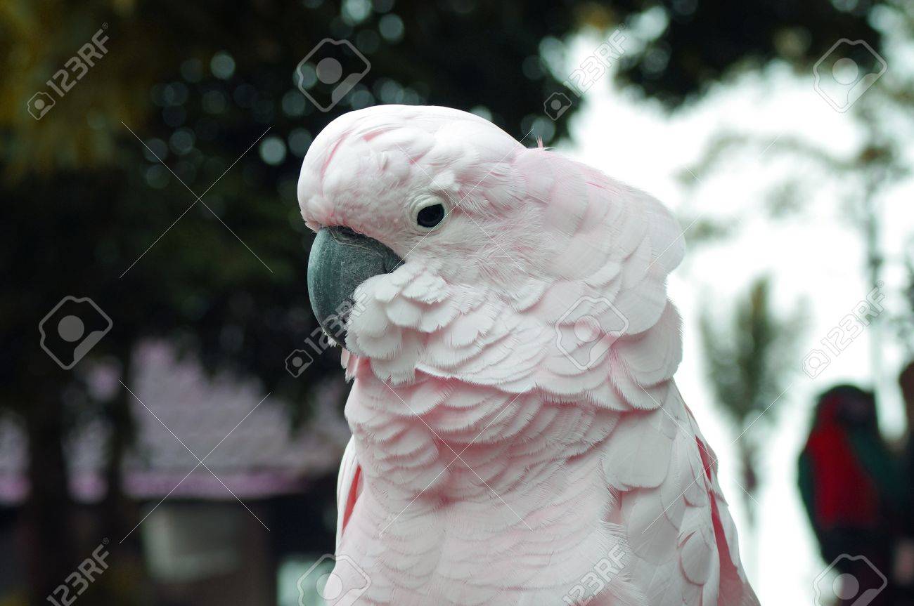 ピンクのオウム の写真素材 画像素材 Image