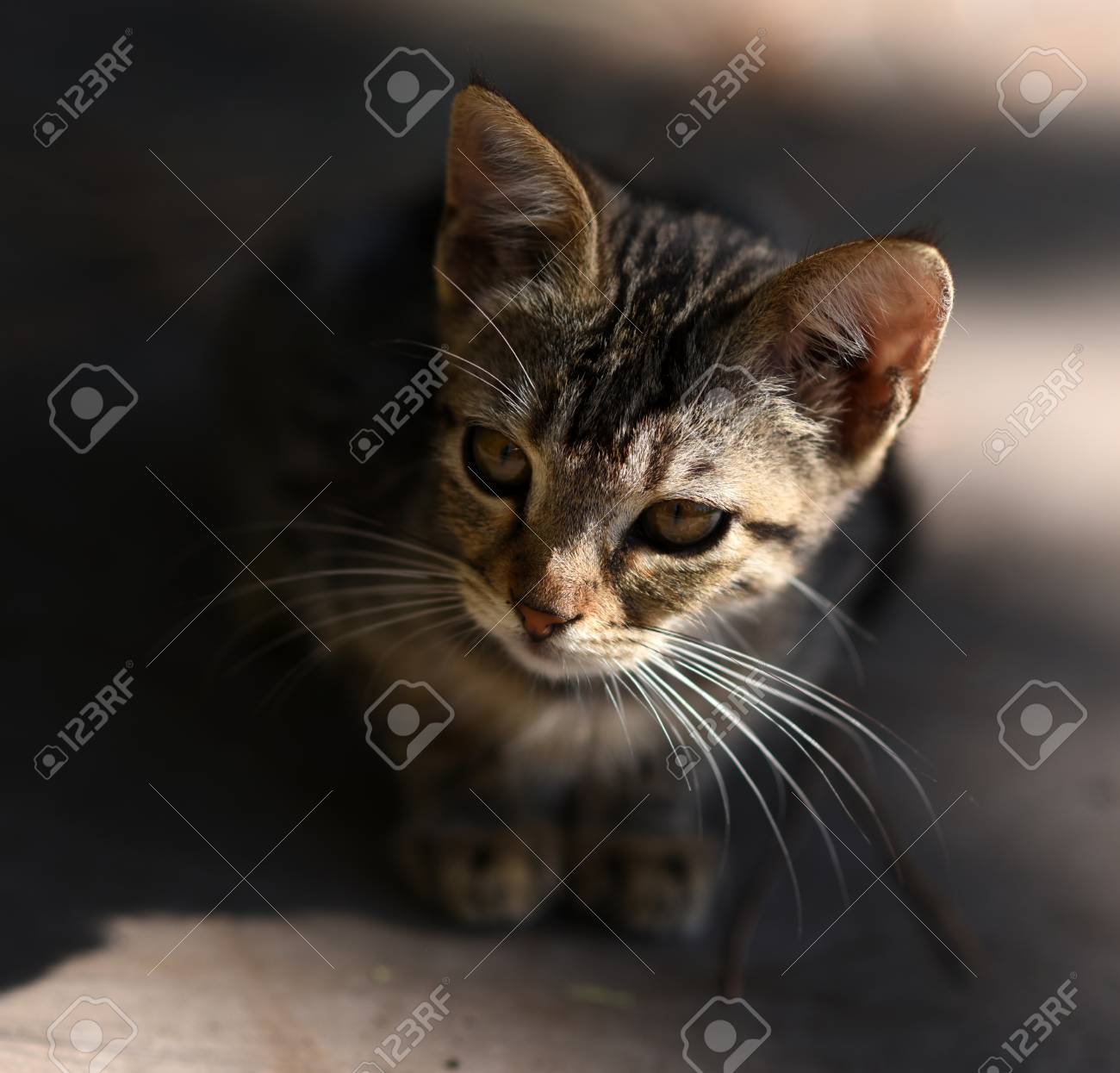 portrait of cute kitten