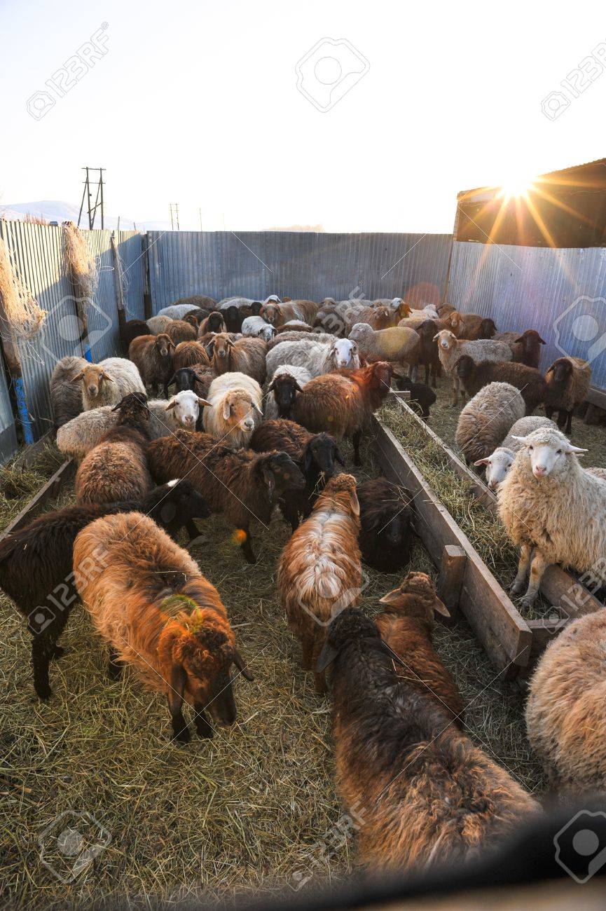 etiam-dictum-ipsum-a-felis