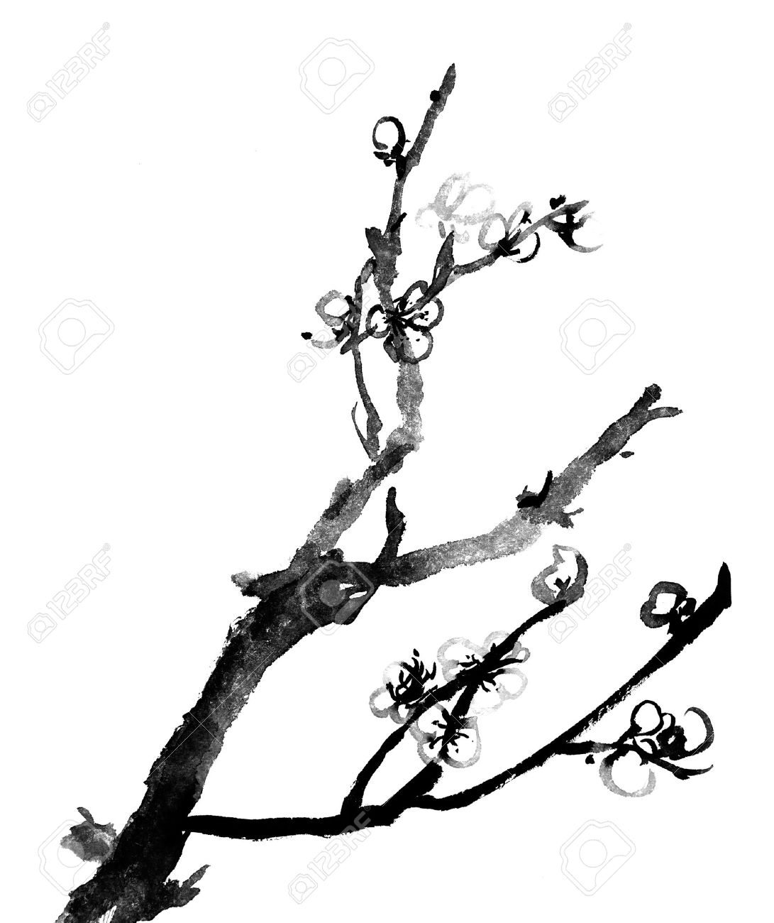 白い背景の上の中国の黒と白の伝統的なインク絵画 梅の花 の写真素材 画像素材 Image 17541644