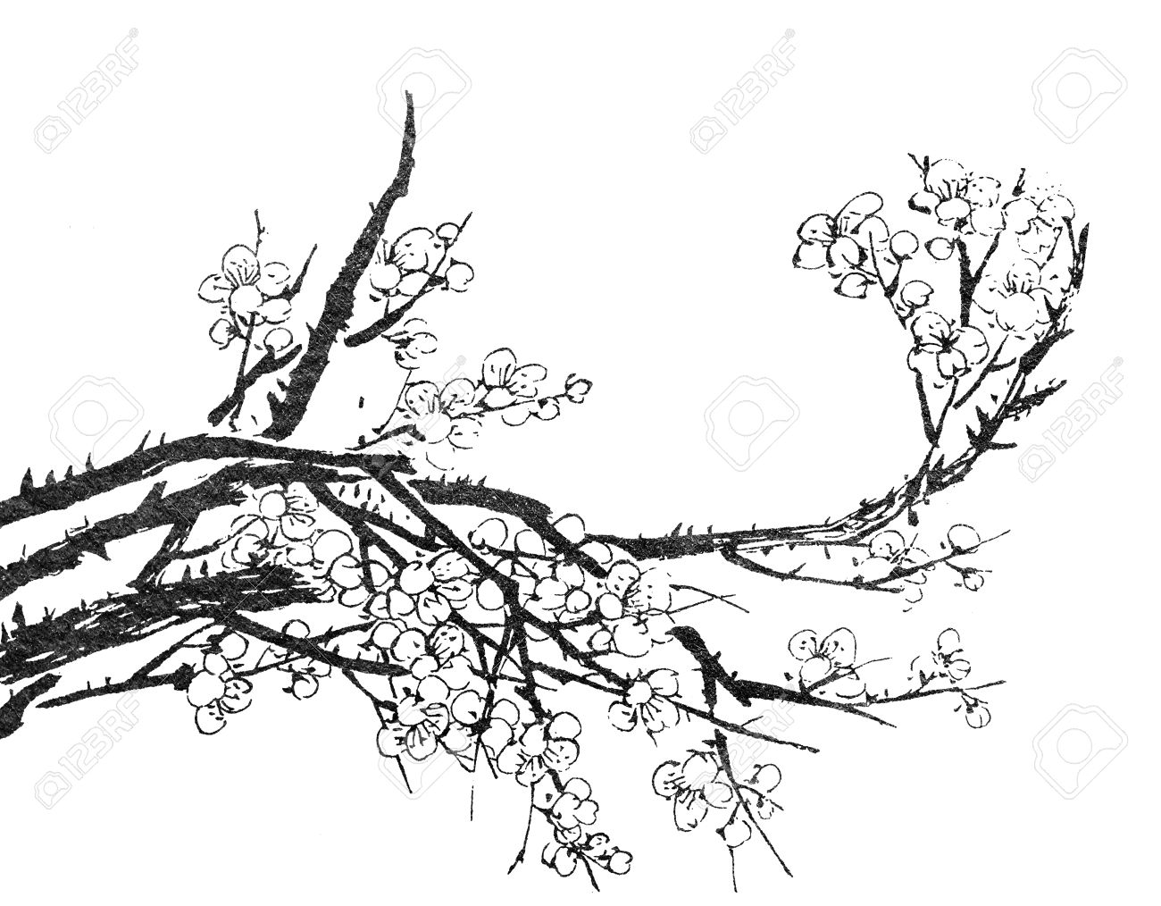 梅の花 花 白い背景の上の中国の絵画 の写真素材 画像素材 Image 31159635