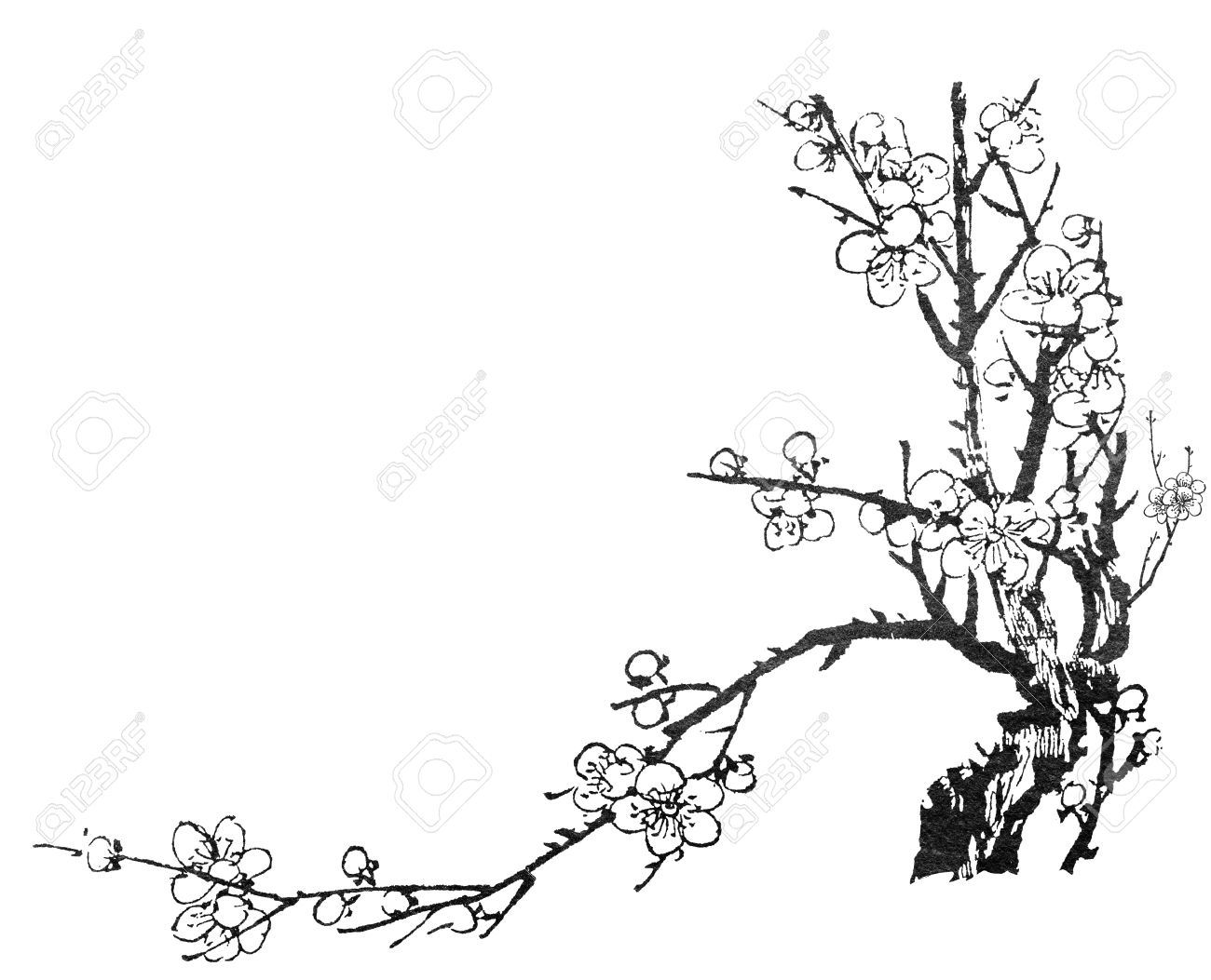 梅の花 花 白い背景の上の中国の絵画 の写真素材 画像素材 Image 31939174