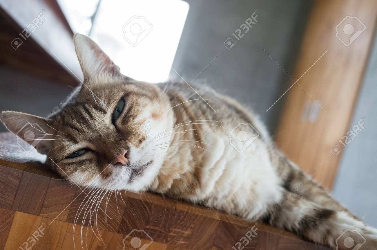 etiam-dictum-ipsum-a-felis
