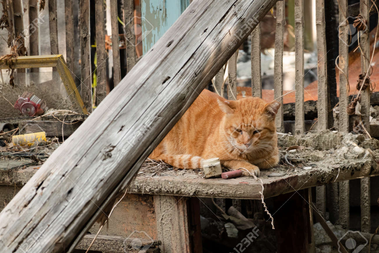 Ginger Stray Cat Sit In A Abandoned Building Stock Photo Picture And Royalty Free Image Image Ginger Stray Cat Sit In A Abandoned Building Stock Photo Picture And Royalty Free Image Image