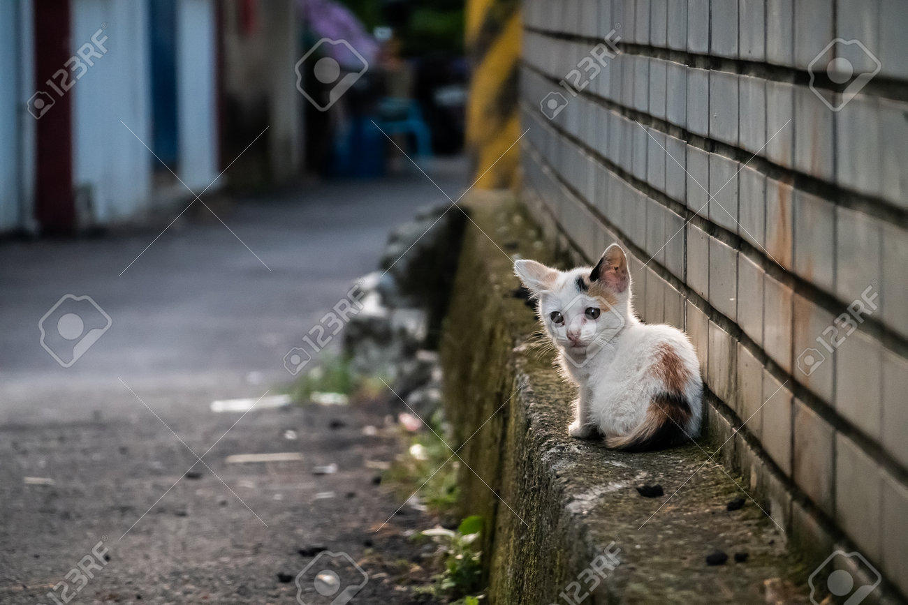 etiam-dictum-ipsum-a-felis