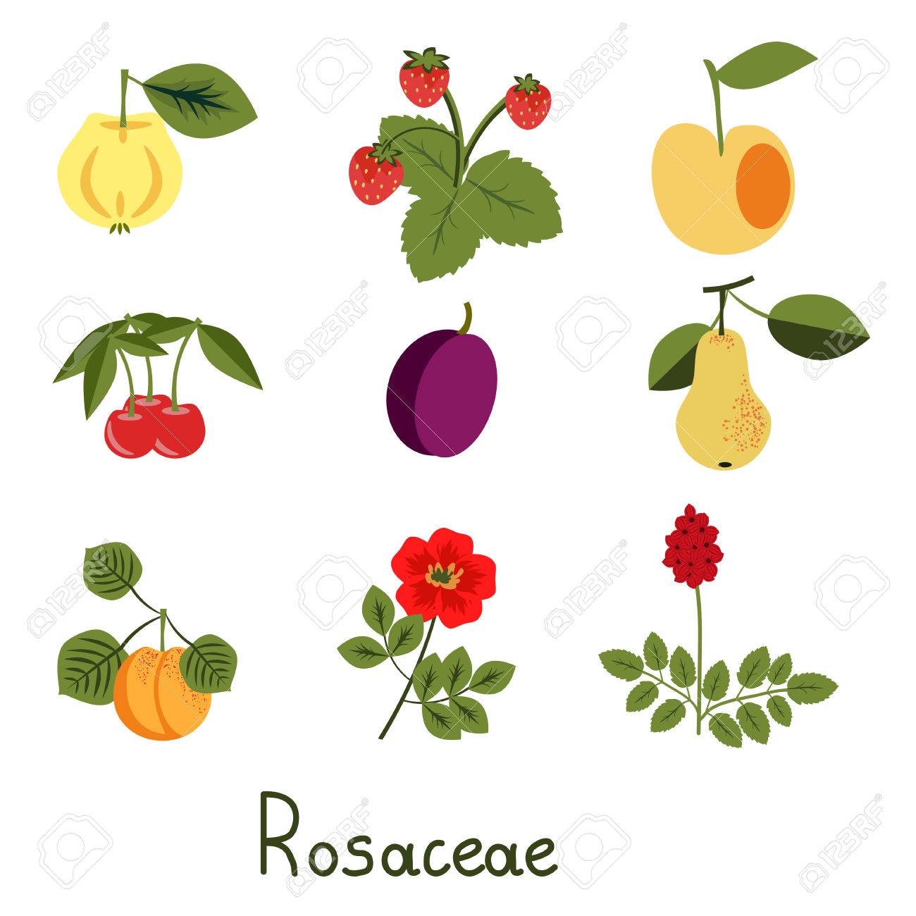set of rosaceae family plants royalty free cliparts vectors and rosaceae family