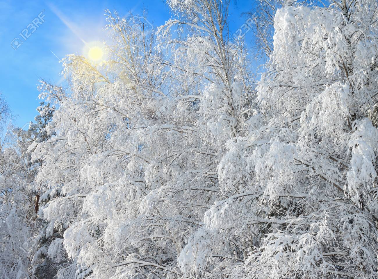 吹雪の後の雪に覆われた木々 のある冬景色 の写真素材 画像素材 Image