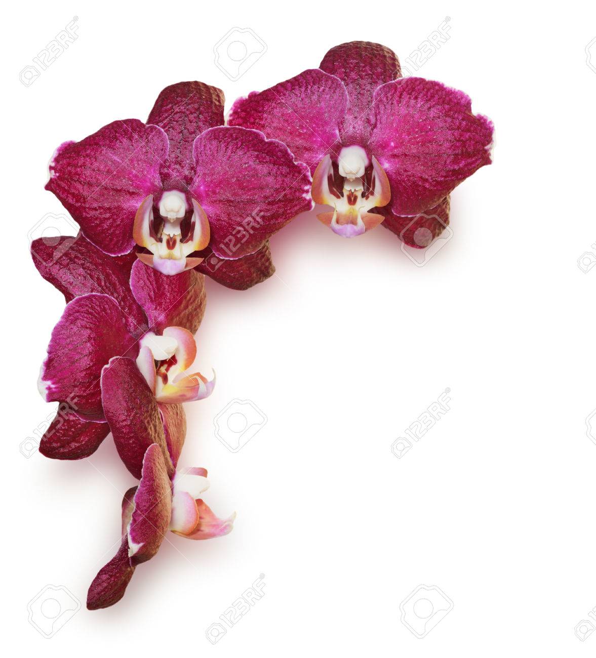 burgundy and white background