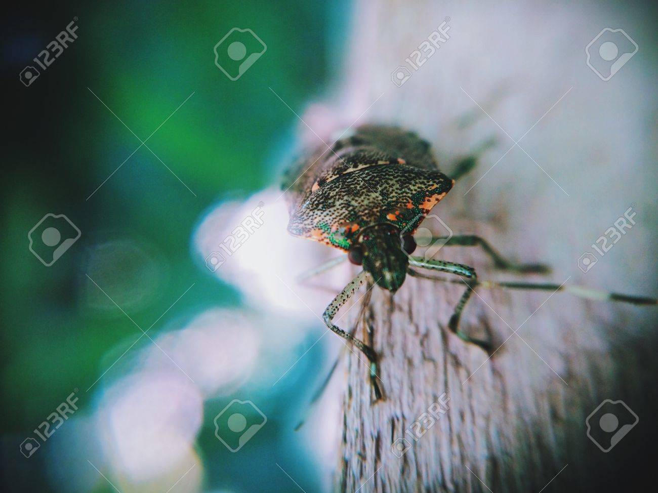 etiam-dictum-ipsum-a-felis