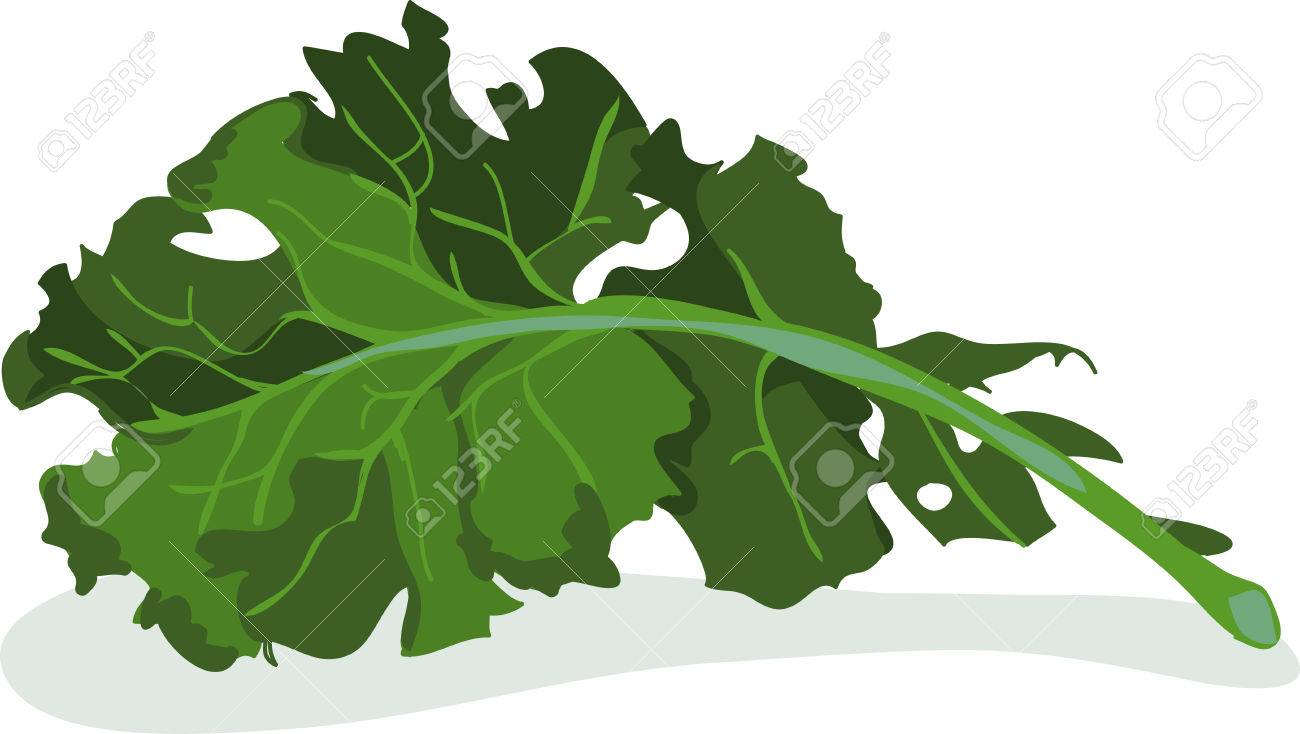 キッチン用タオルにケールのこの束を追加します のイラスト素材 ベクタ Image 44006336