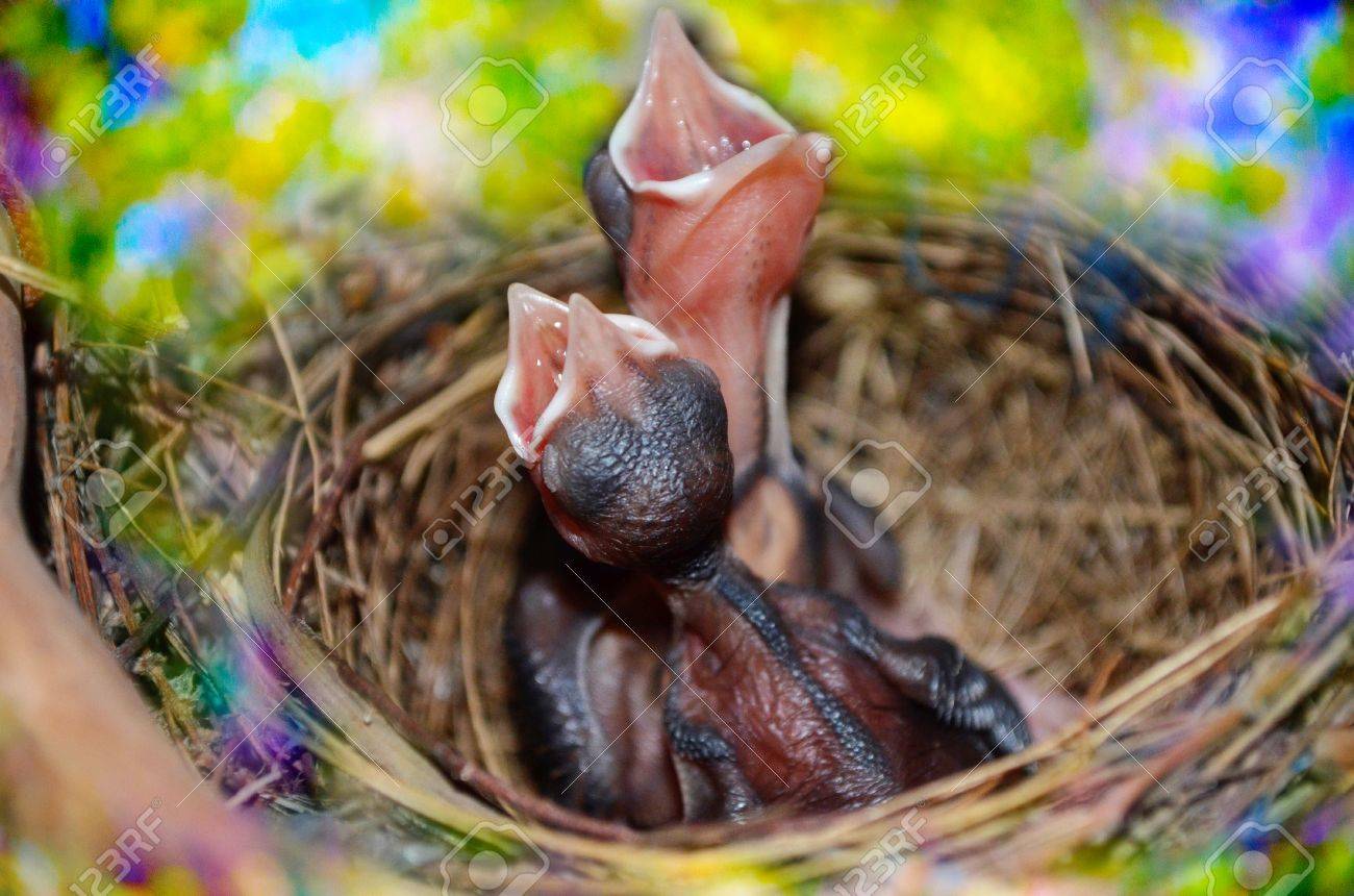 写真集 鳥の巣 50個の巣と、50種の鳥たち | シャーロン