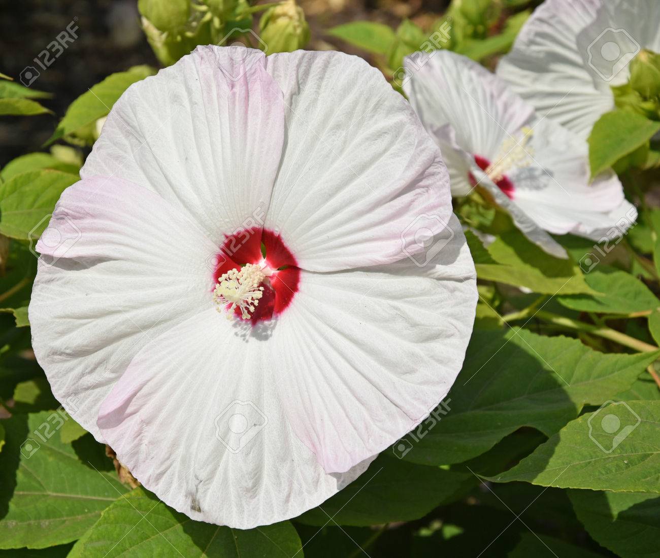 巨大なアオイ科の植物の花 の写真素材 画像素材 Image