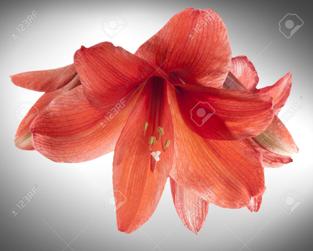 赤いアマリリスまたはベラドンナ ユリの花 球根植物の南アフリカ共和国の起源とその冬の花と花を屋内での能力のための室内植物として珍重されている今 の写真素材 画像素材 Image