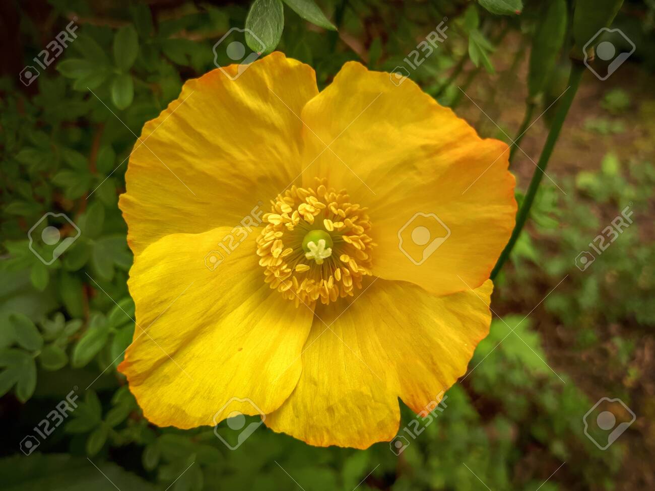 etiam-dictum-ipsum-a-felis