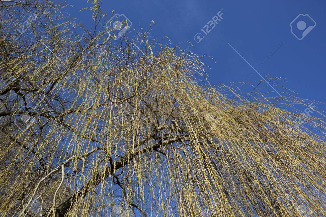 黄金の枝と青い空を背景に照らされたしだれ柳の木の若い枝 の写真素材 画像素材 Image