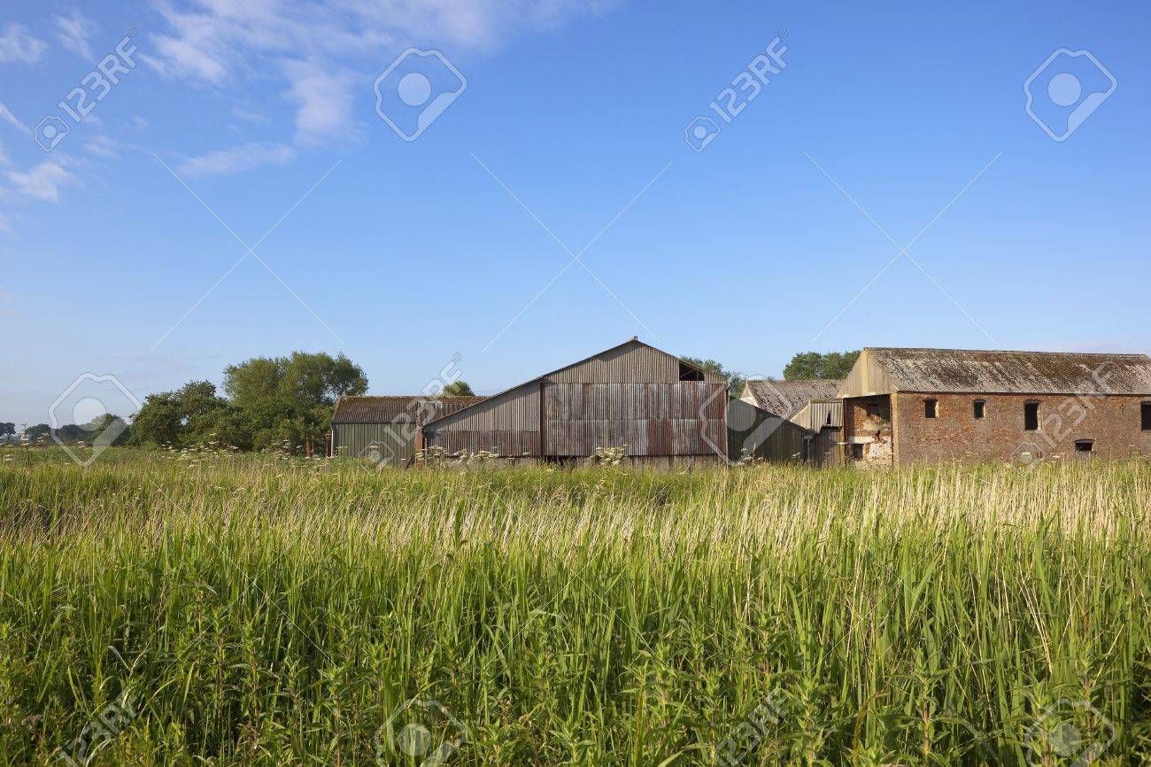 緑豊かなヨシと青空の下で古い納屋英語夏の風景 の写真素材 画像素材 Image