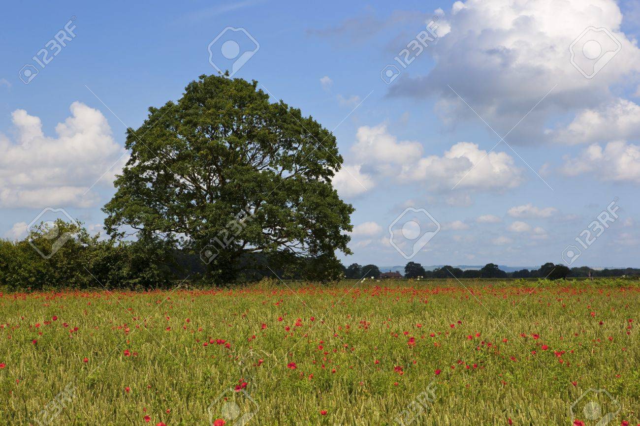 English Nature Landscape With An Oak Tree And Hedgerows Behind Stock Photo Picture And Royalty Free Image Image 14390543