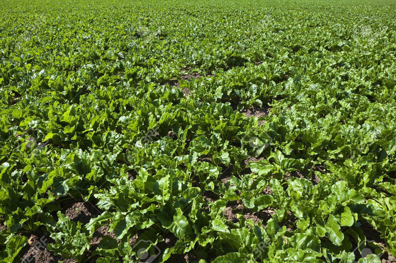 green background of growing sugar beet crop in an arable farm growing sugar beet