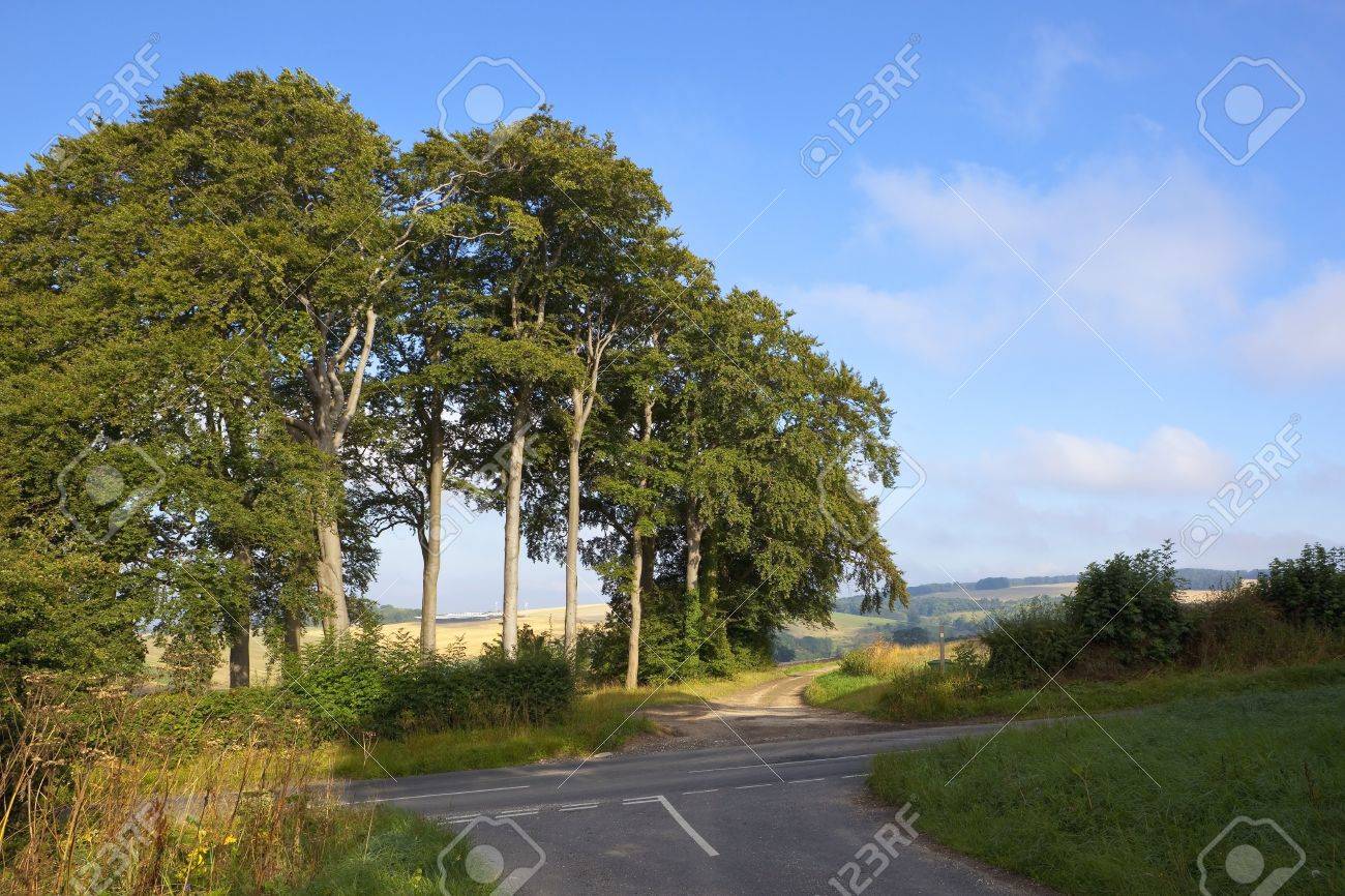 mature beech trees Estim anal cravings