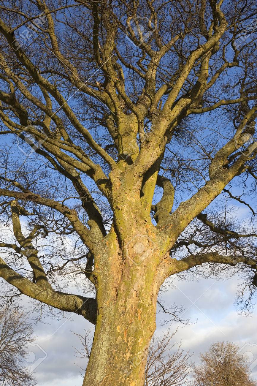 A Mature Sycamore Tree In Winter With Patterned Bark And Bare Stock Photo Picture And Royalty Free Image Image