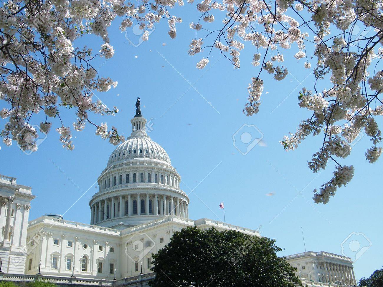 アメリカ ワシントン Dc の国会議事堂前の桜 の写真素材 画像素材 Image