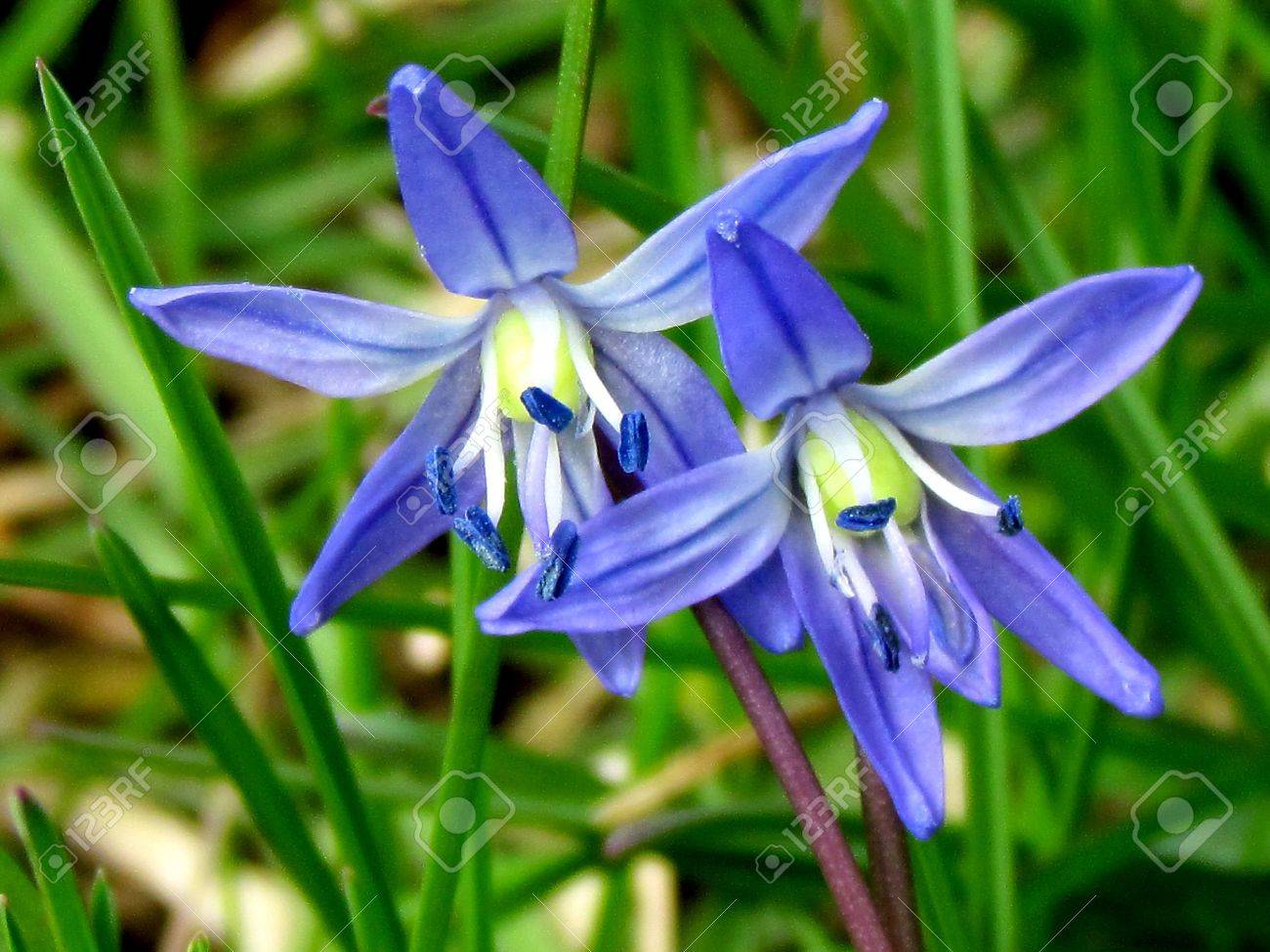 Two Blue Snowdrops Flowers In Thornhill Ontario Canada Stock Photo Picture And Royalty Free Image Image 13836134