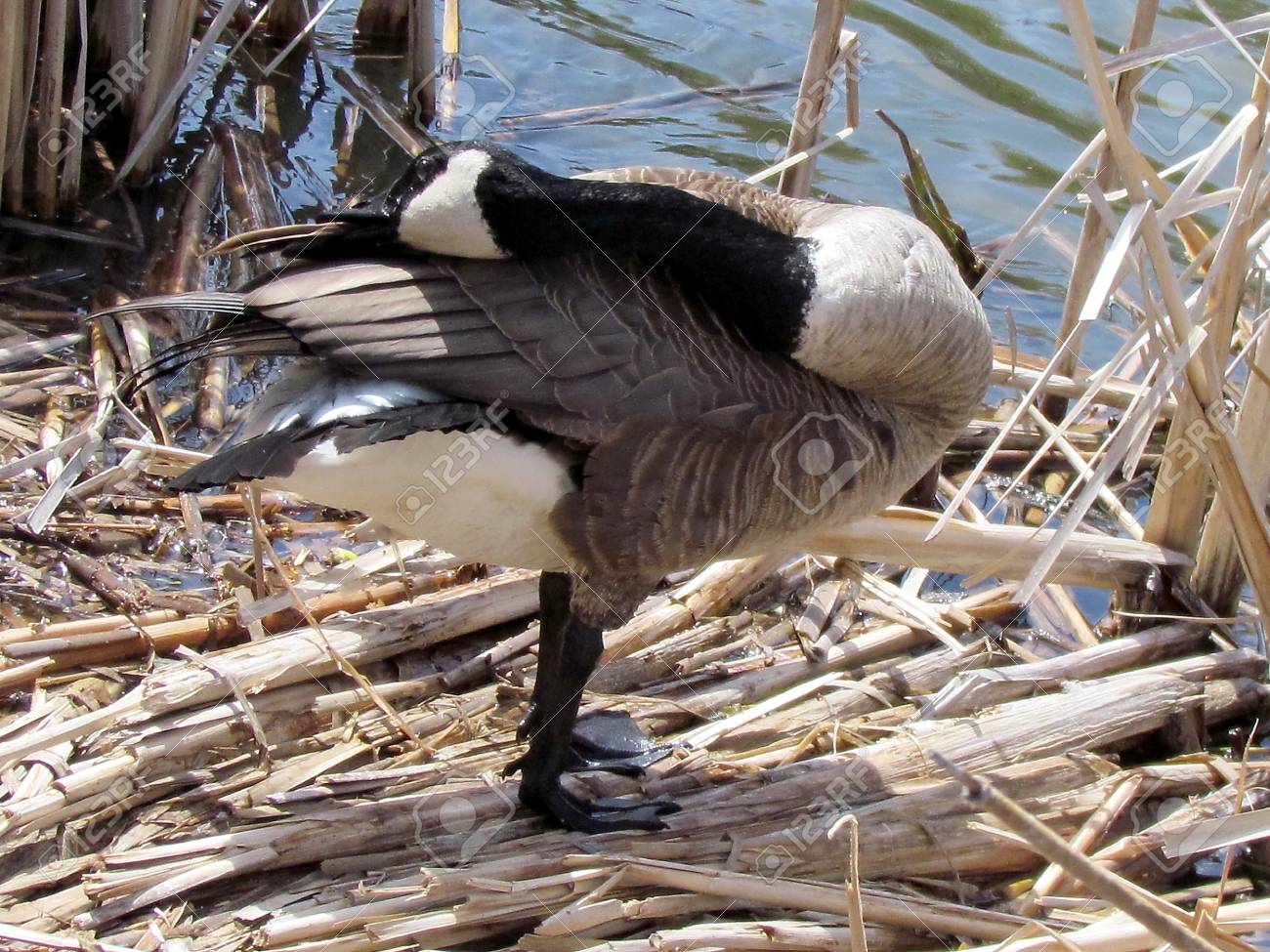 nettoyage canada goose nettoyage canada goose