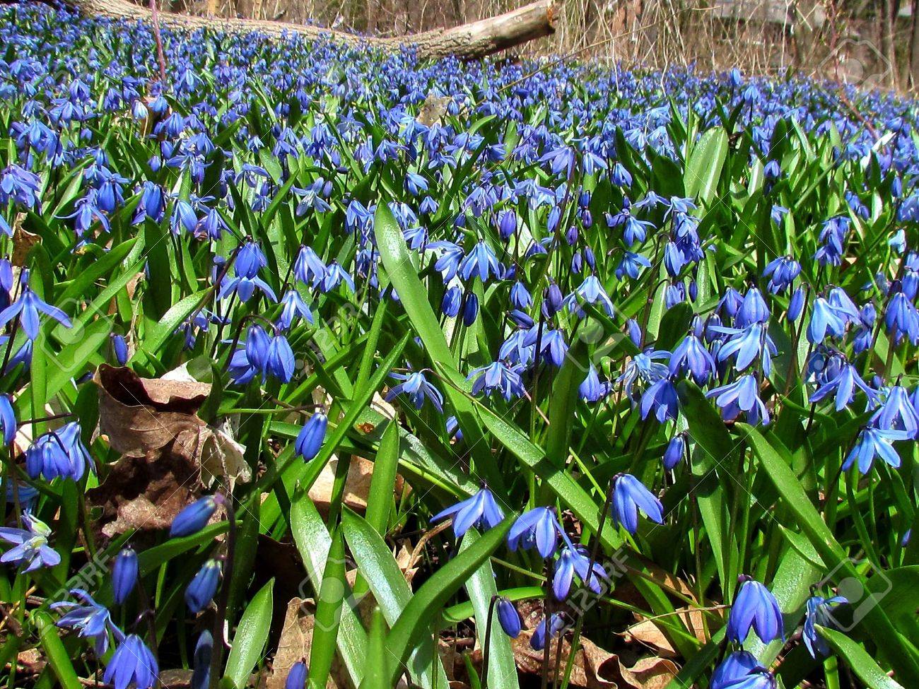 Field Of Blue Snowdrops In Thornhill Ontario Canada Stock Photo Picture And Royalty Free Image Image 16519638