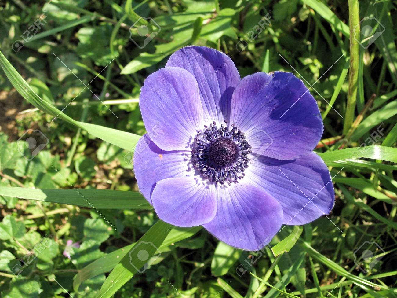 Beautiful Purple Crown Anemone Flower In Winter In Park In Ramat Gan Israel Stock Photo Picture And Royalty Free Image Image