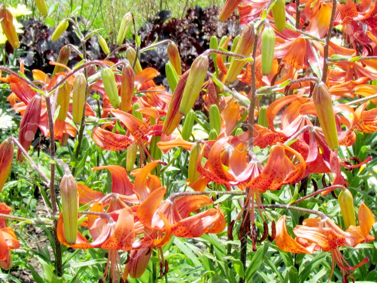 Noaon Patrón Floral Lirios Flores Cuero Noaon Patrón Floral Lirios Flores Cuero